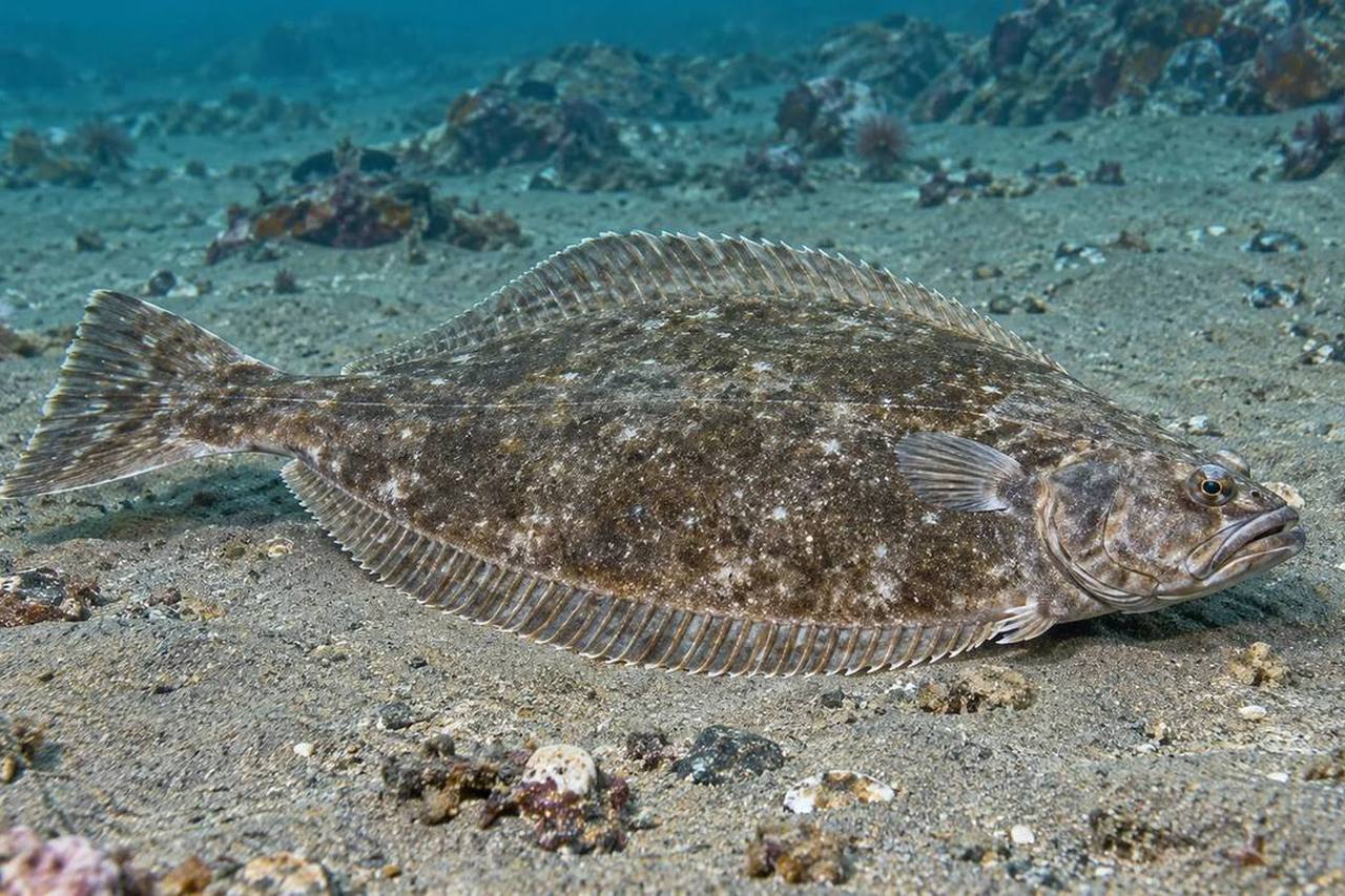 Bigmouth Flounder