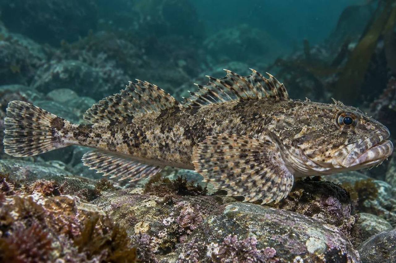 Bigmouth Sculpin