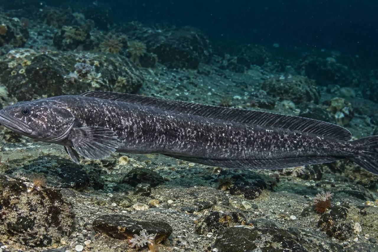 Black Eelpout