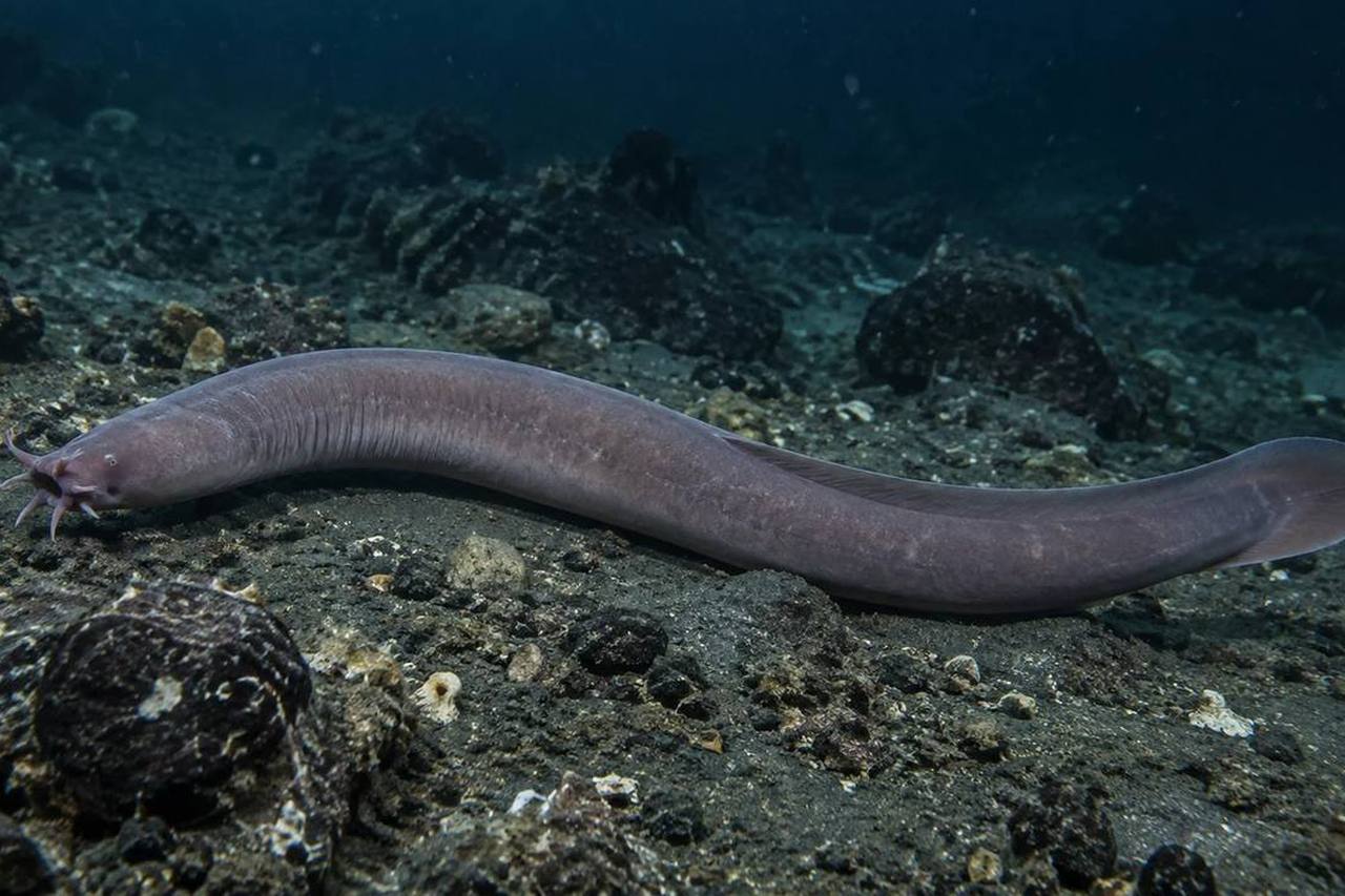 Black Hagfish