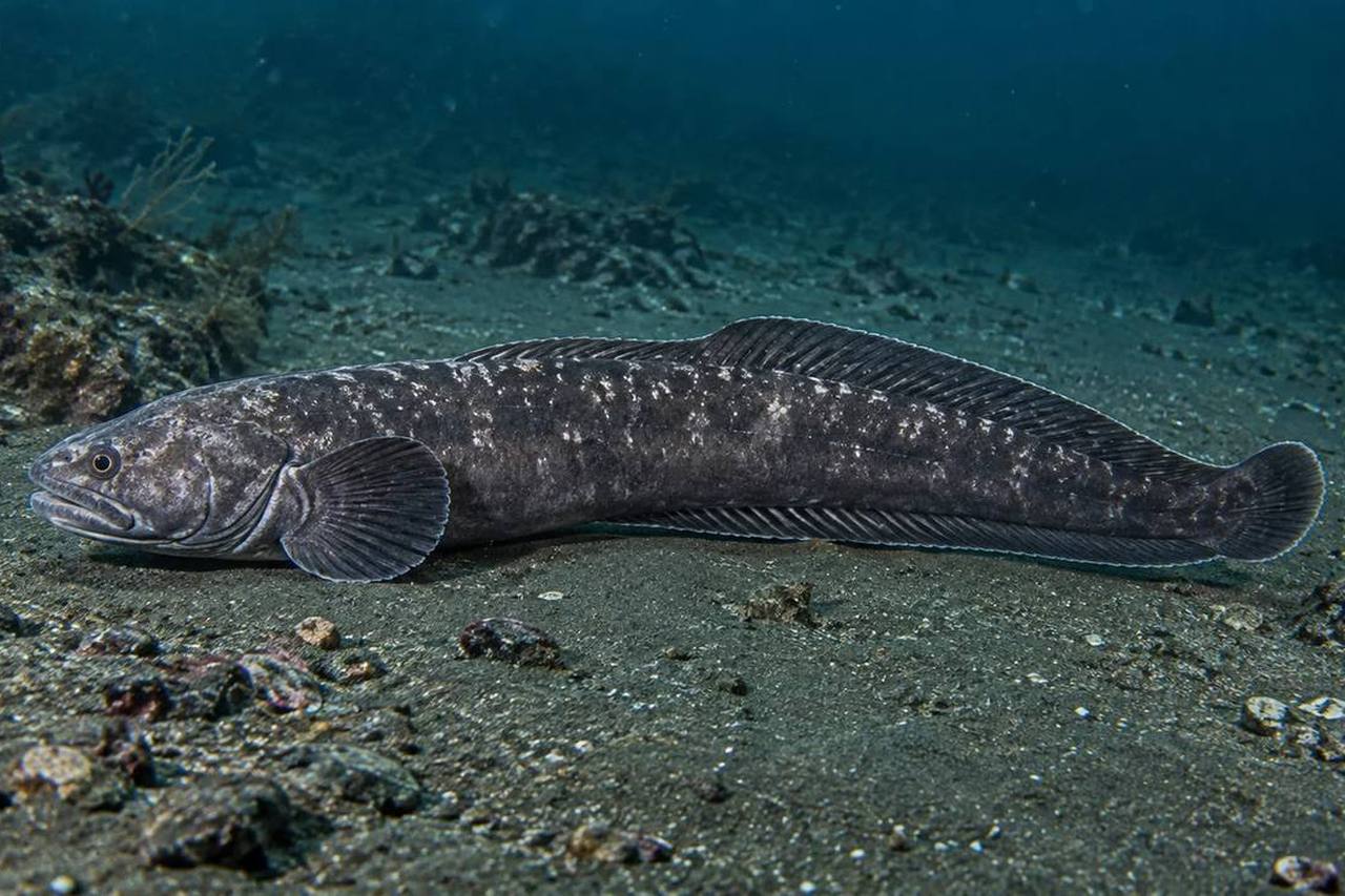 Blackbelly Eelpout