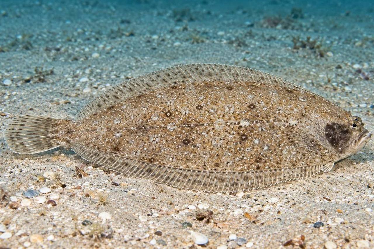 Blackcheek Tonguefish