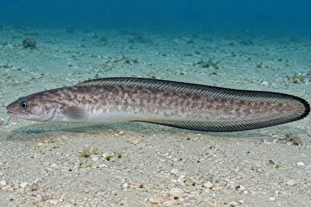 Blackedge Cusk-Eel
