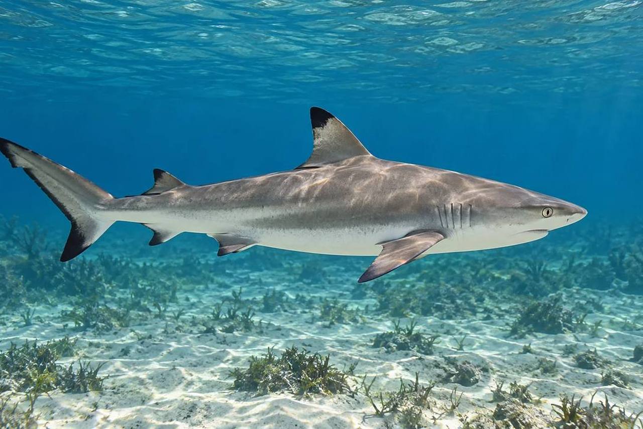Blacknose Shark