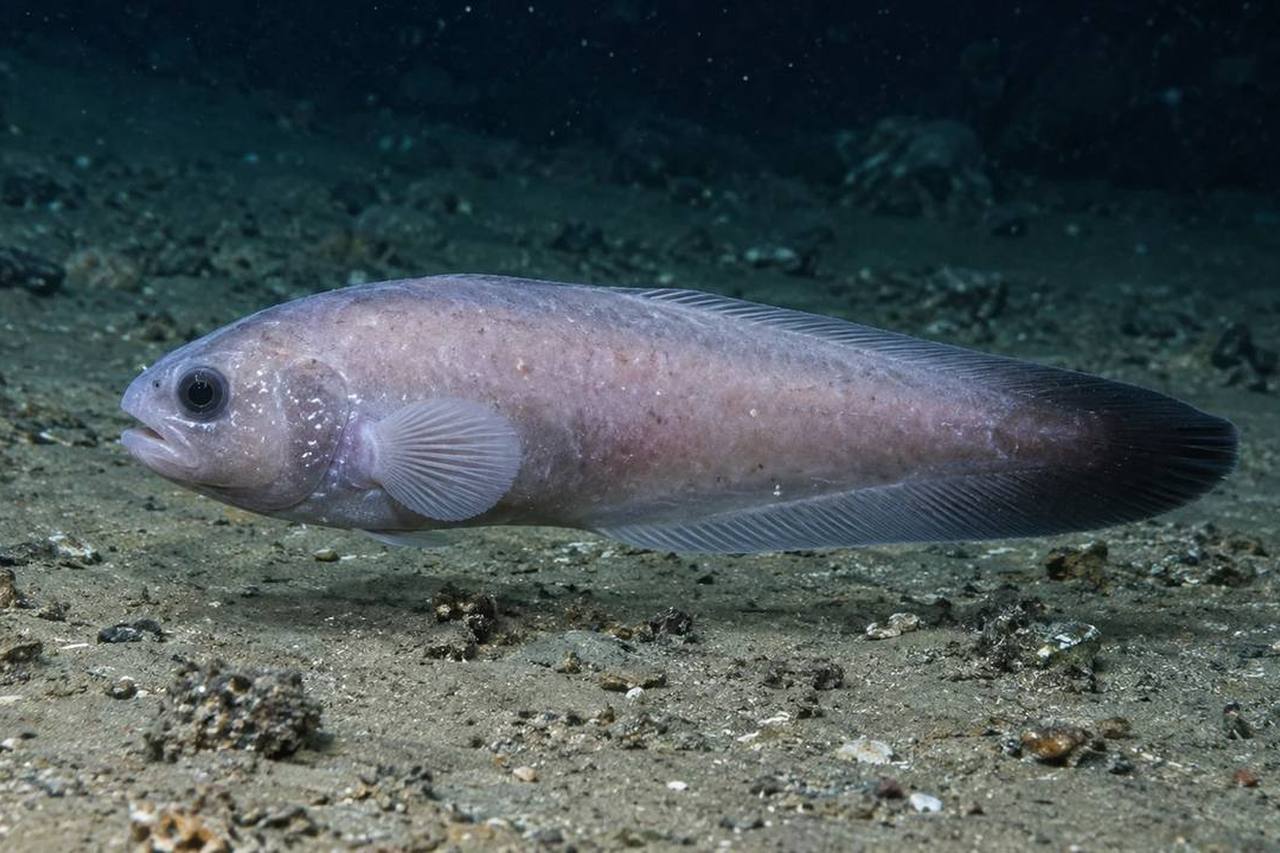 Blacktail Snailfish
