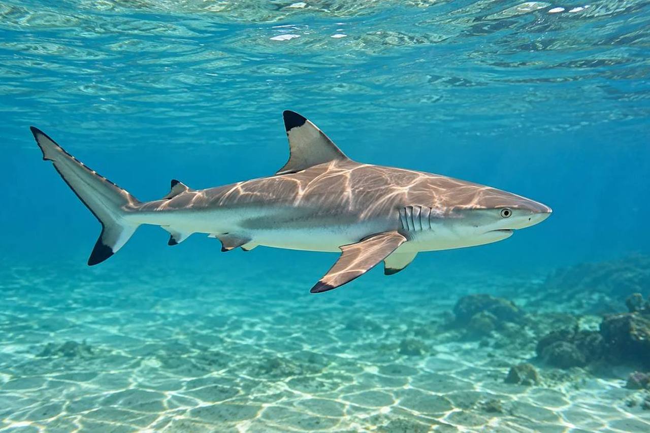 Blacktip Shark