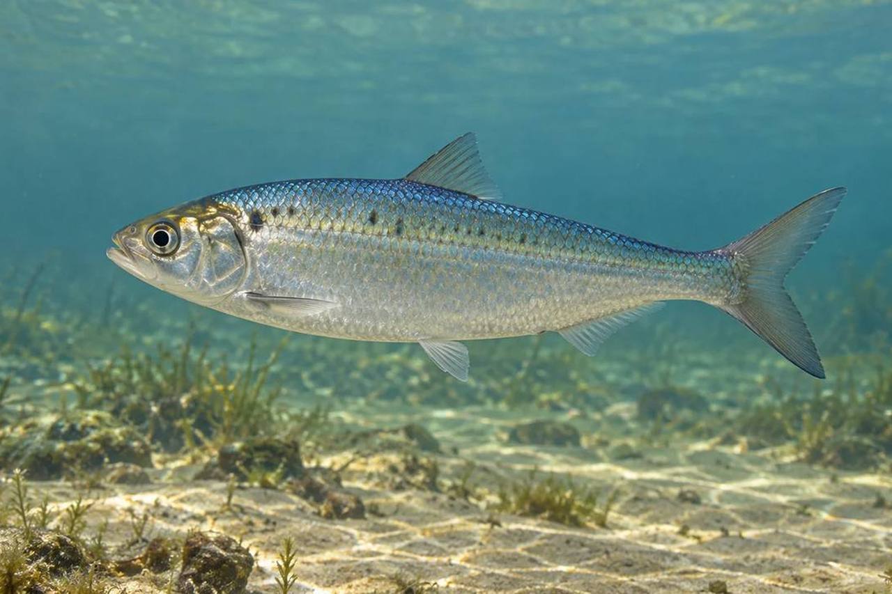 Blueback Herring