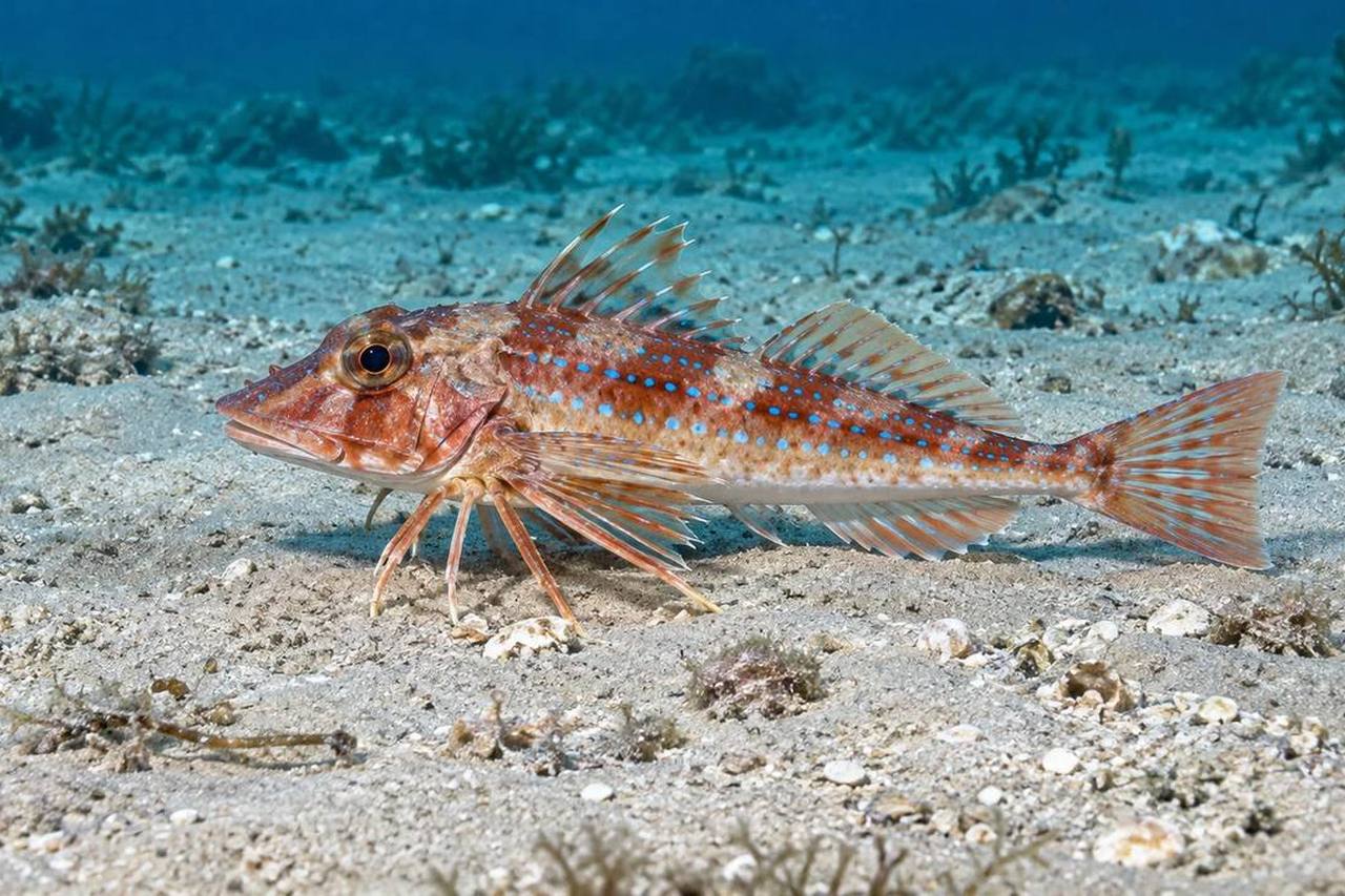 Bluespotted Searobin