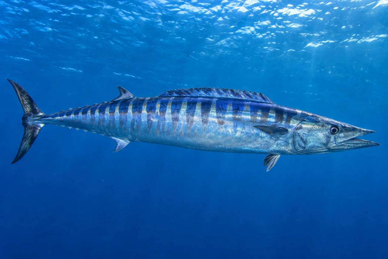 Wahoo