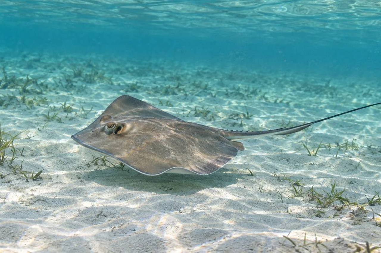Bluntnose Stingray