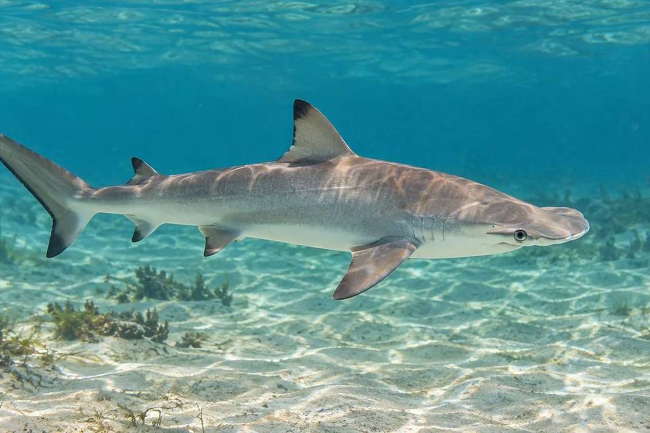 Bonnethead