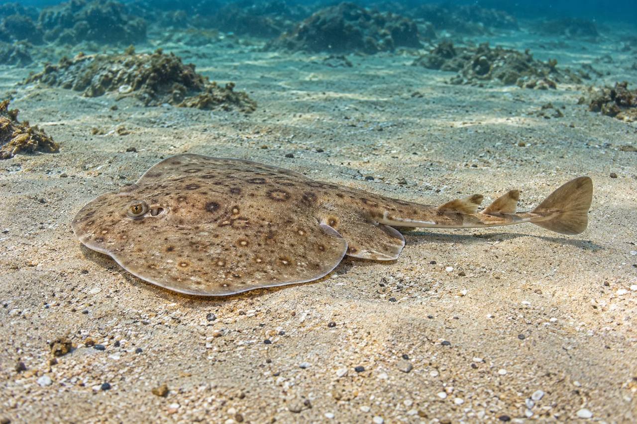 Brazilian Electric Ray