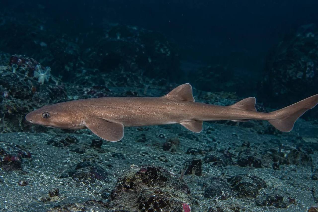 Brown Catshark