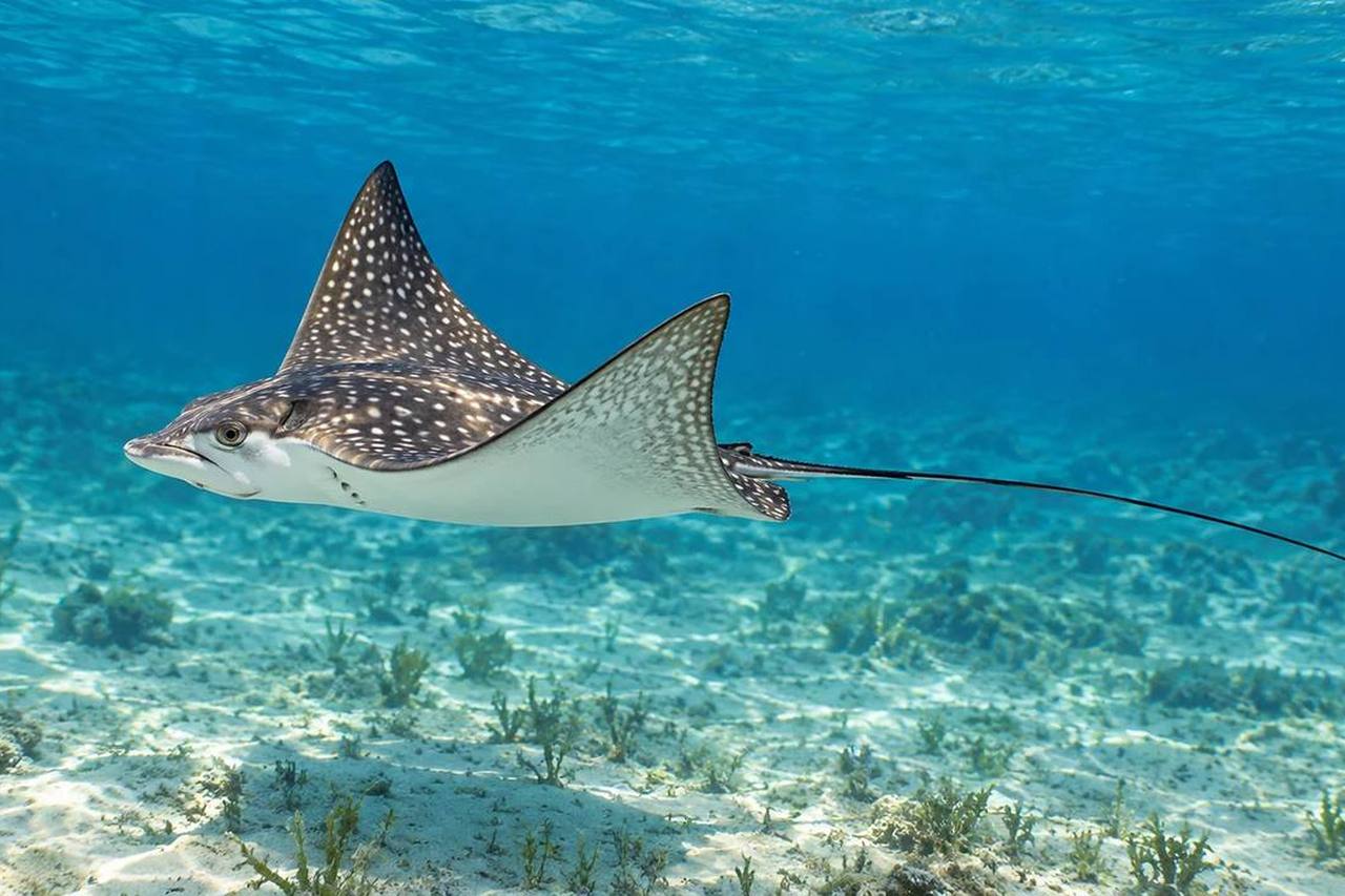 Bullnose Eagle Ray