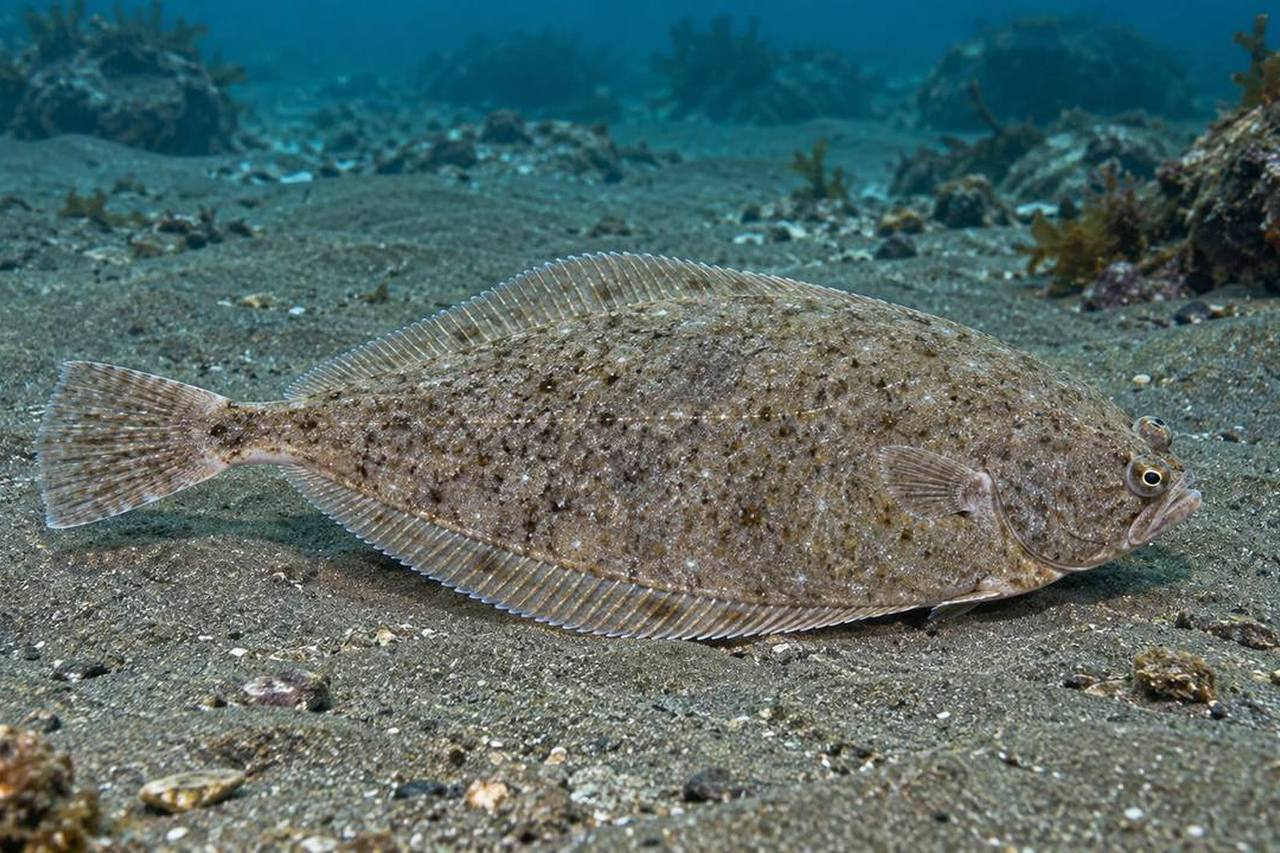 Butter Sole