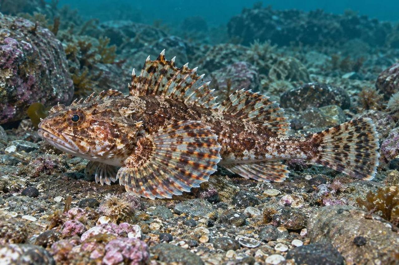 Butterfly Sculpin