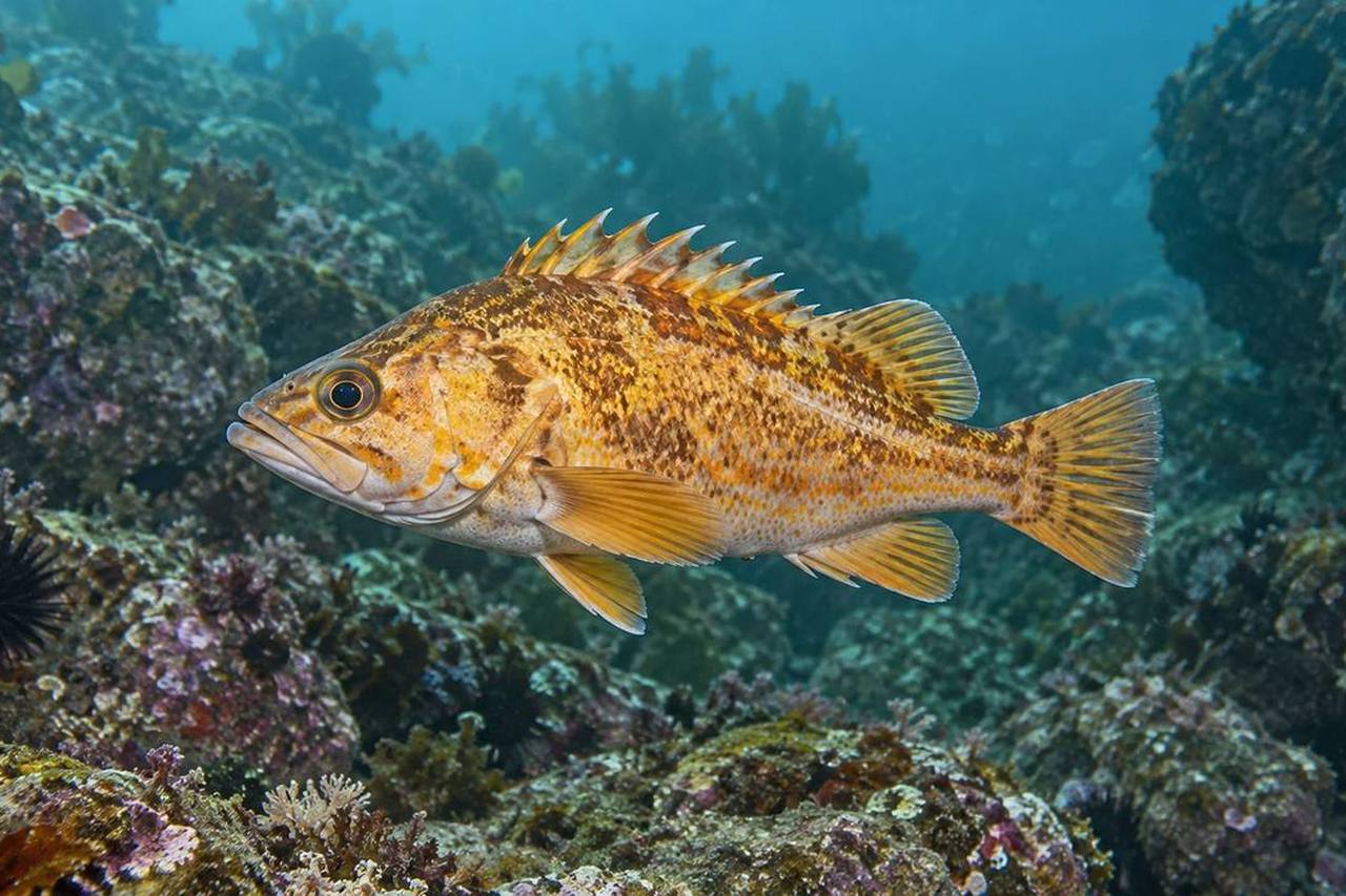 Canary Rockfish
