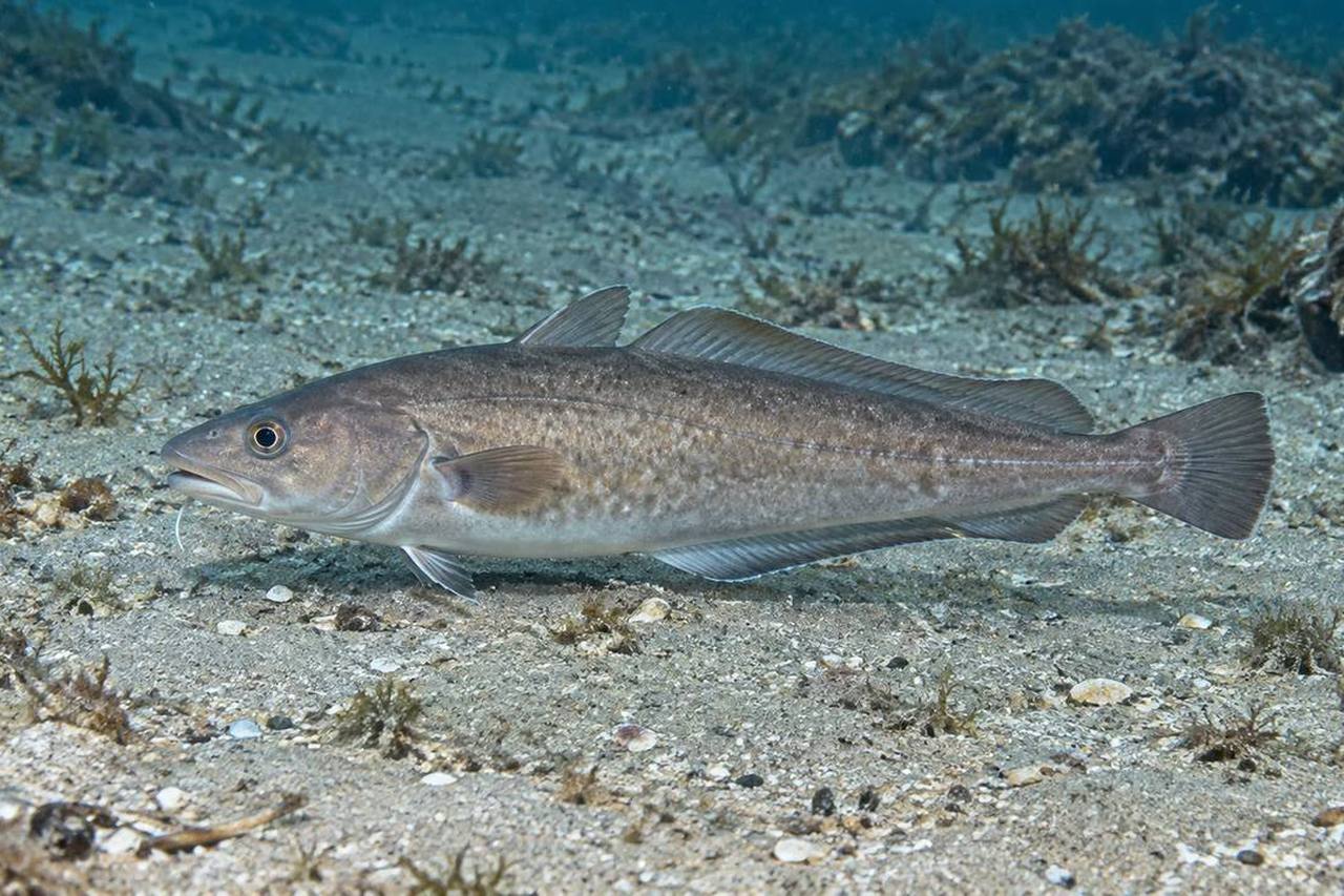 Carolina Hake
