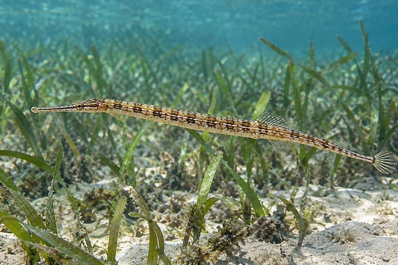 Chain Pipefish