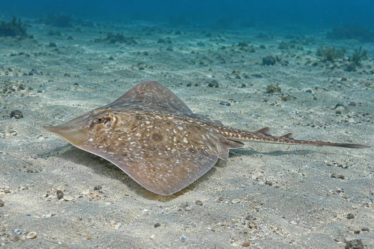 Clearnose Skate