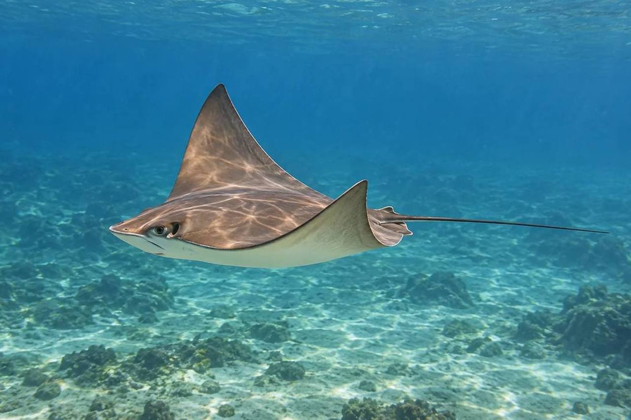 Cownose Ray