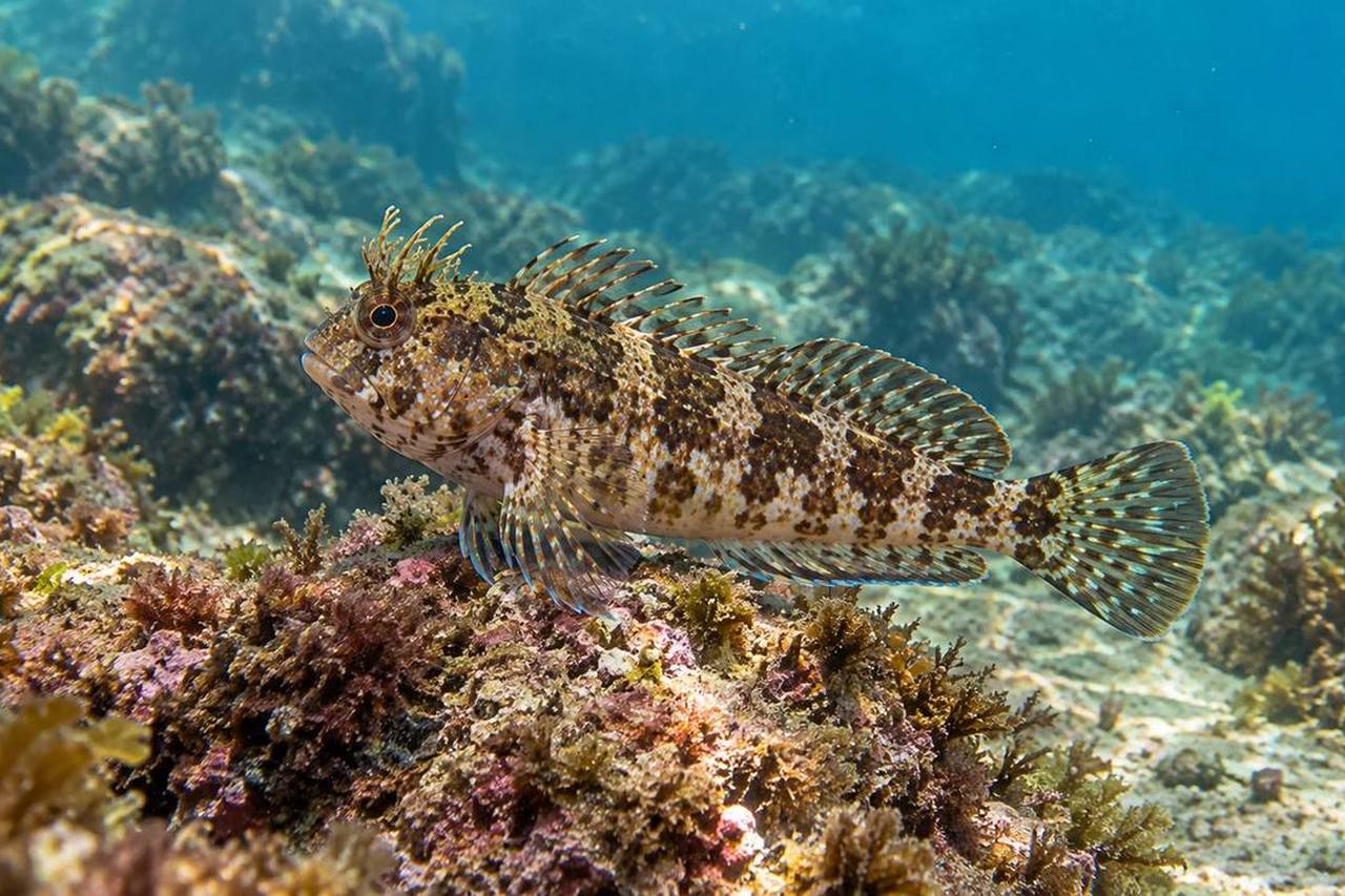 Crested Blenny