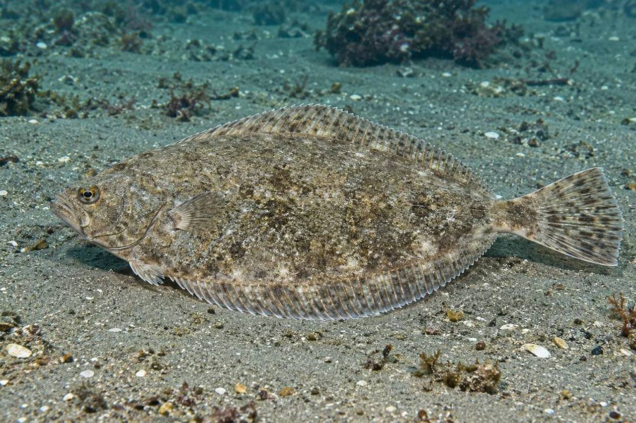 Curlfin Sole