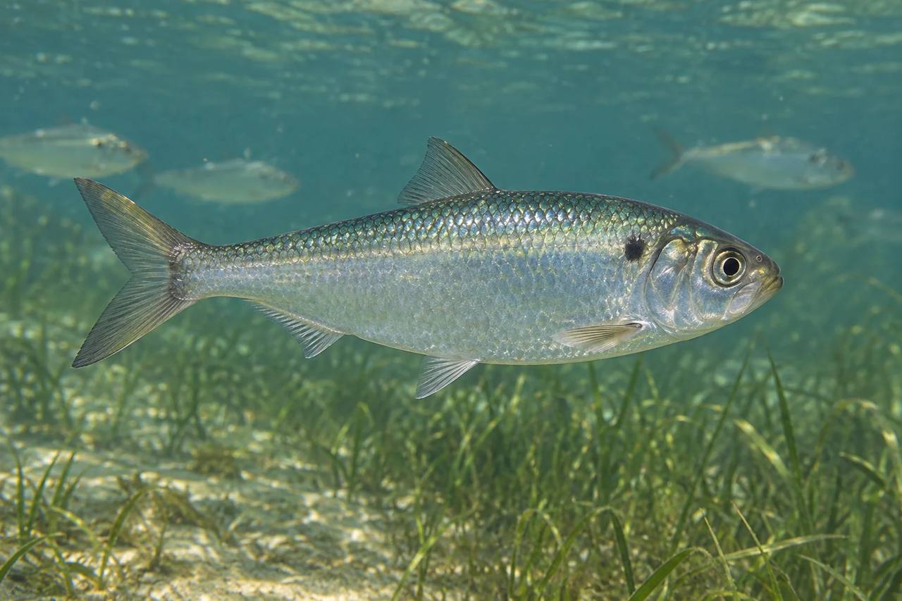 Alewife