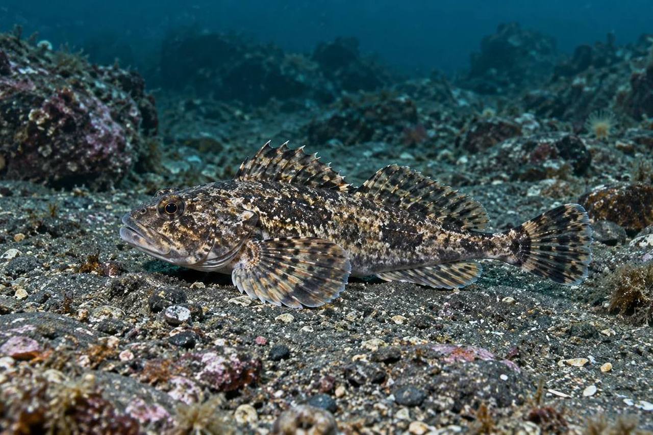 Darkfin Sculpin