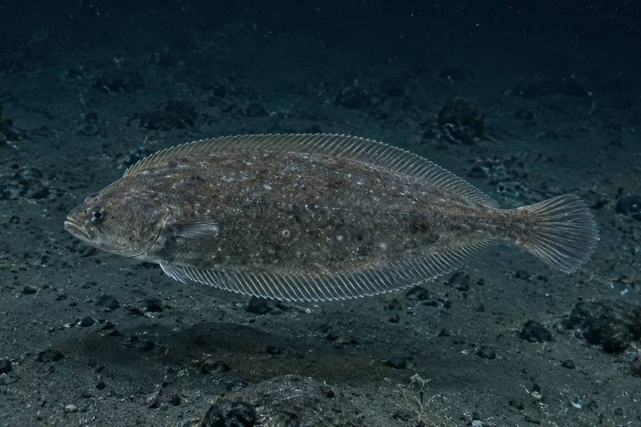 Deep-Sea Sole