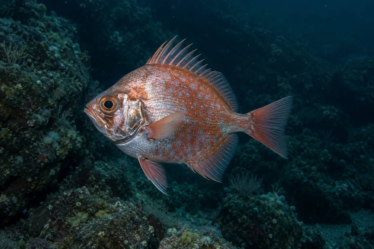 Deepbody Boarfish