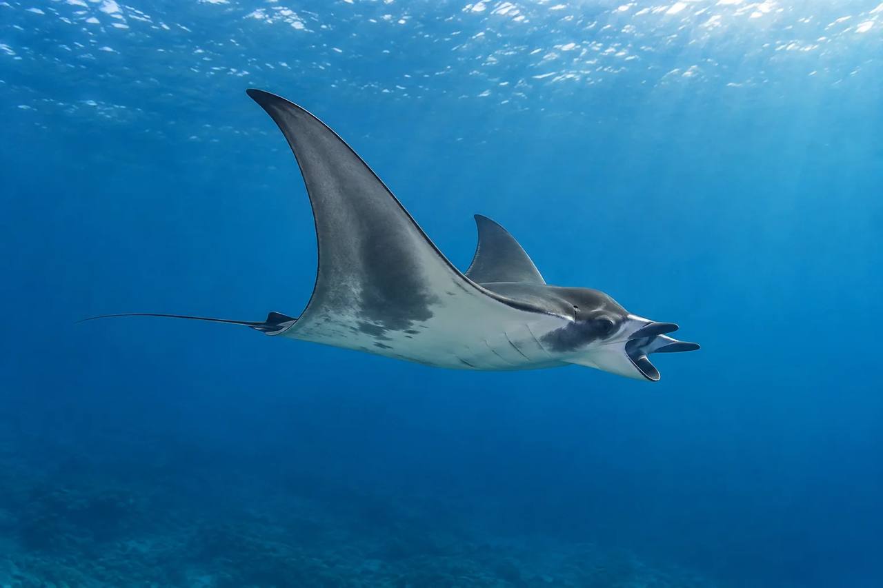 Devil Ray