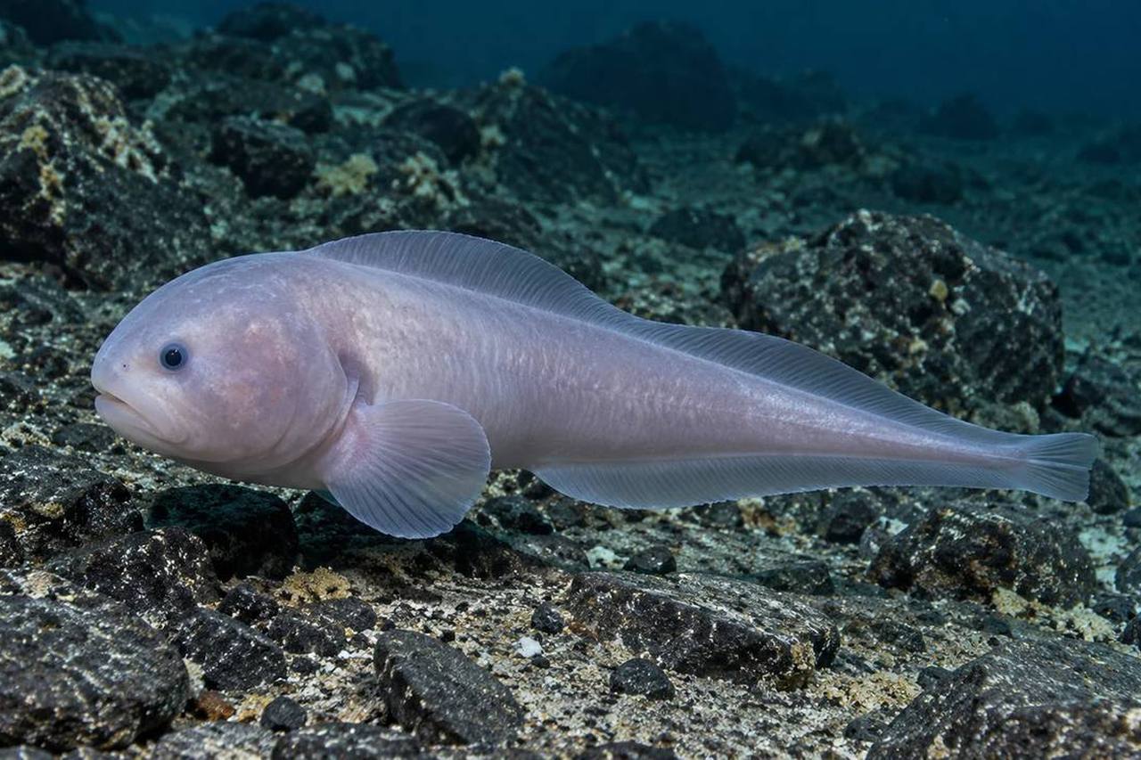 Docked Snailfish