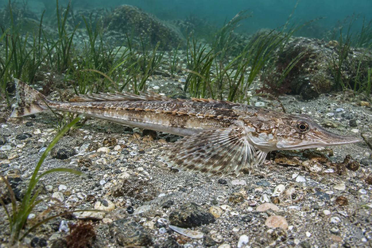 Alligatorfish
