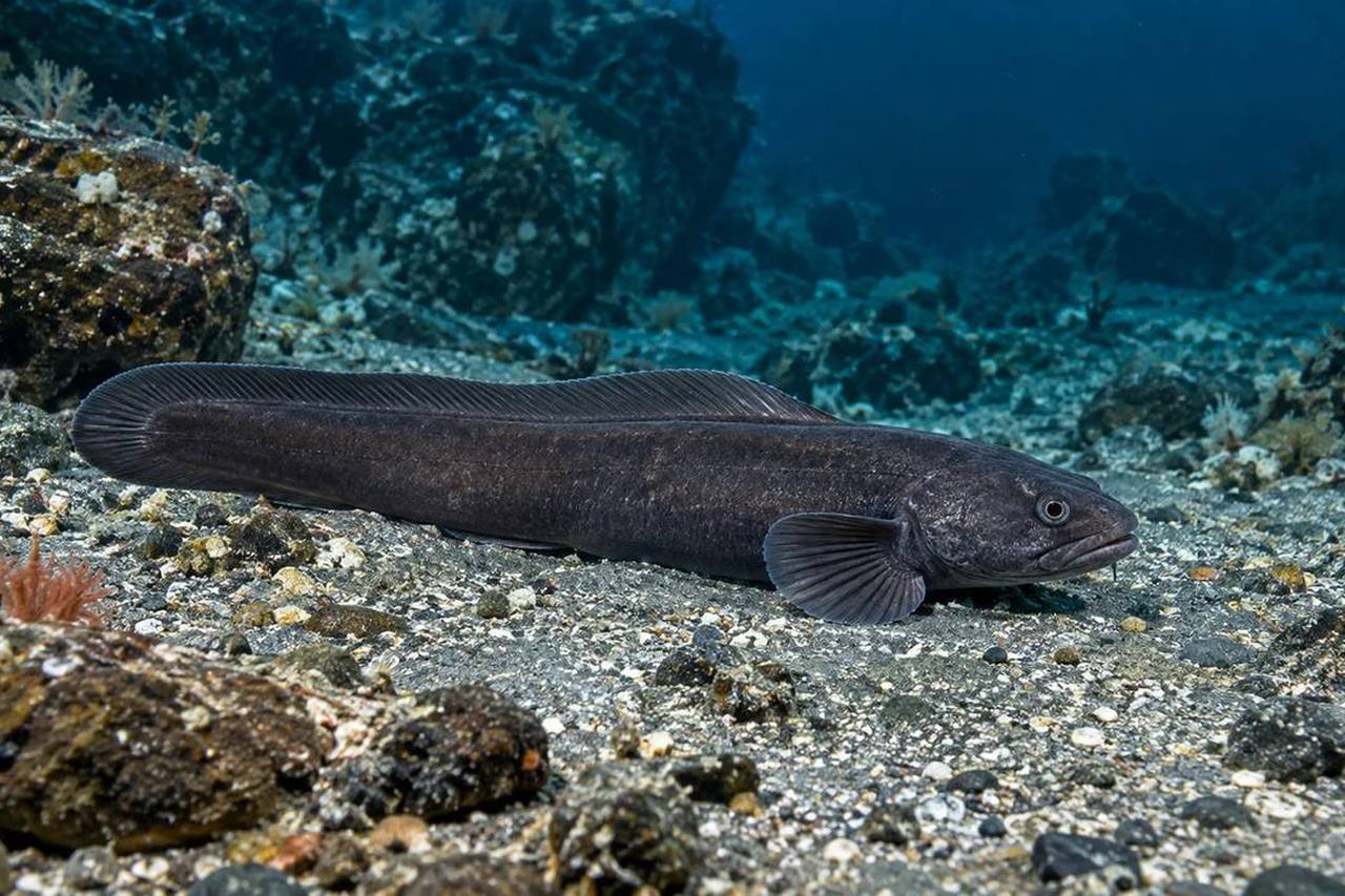 Ebony Eelpout