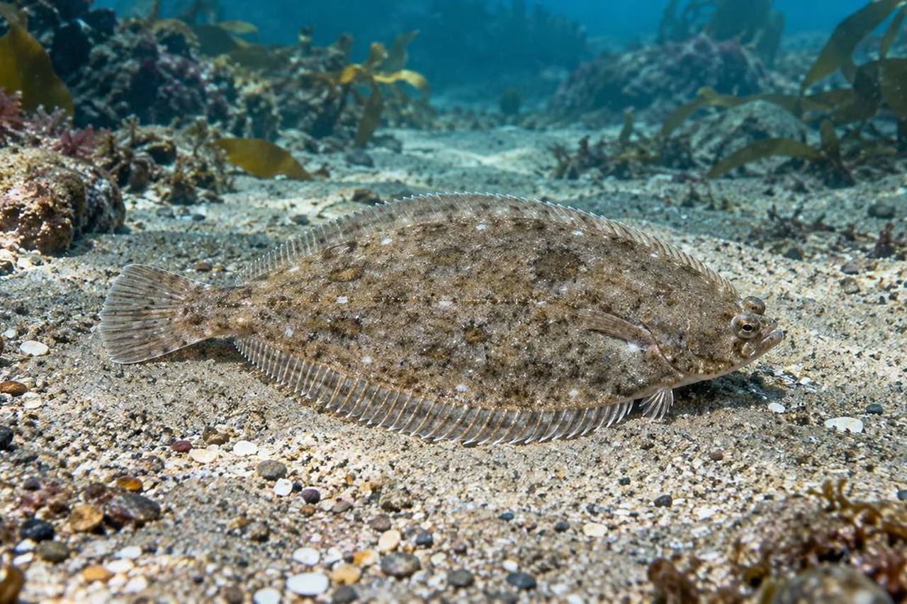English Sole