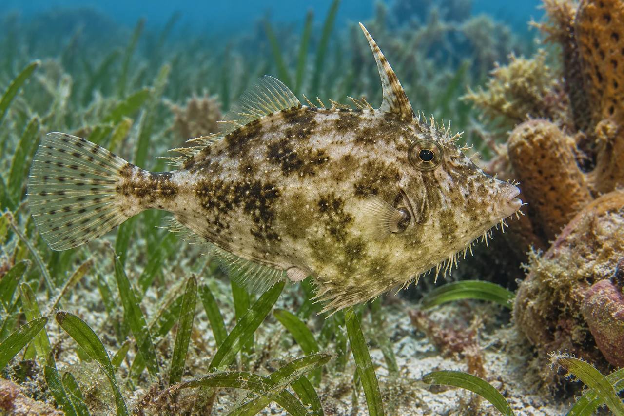 Fringed Filefish