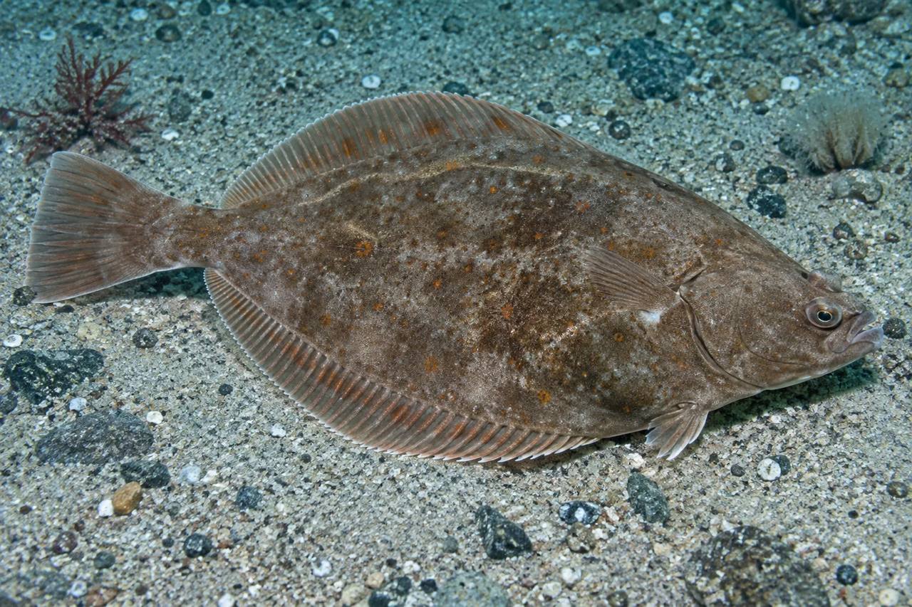 American Plaice
