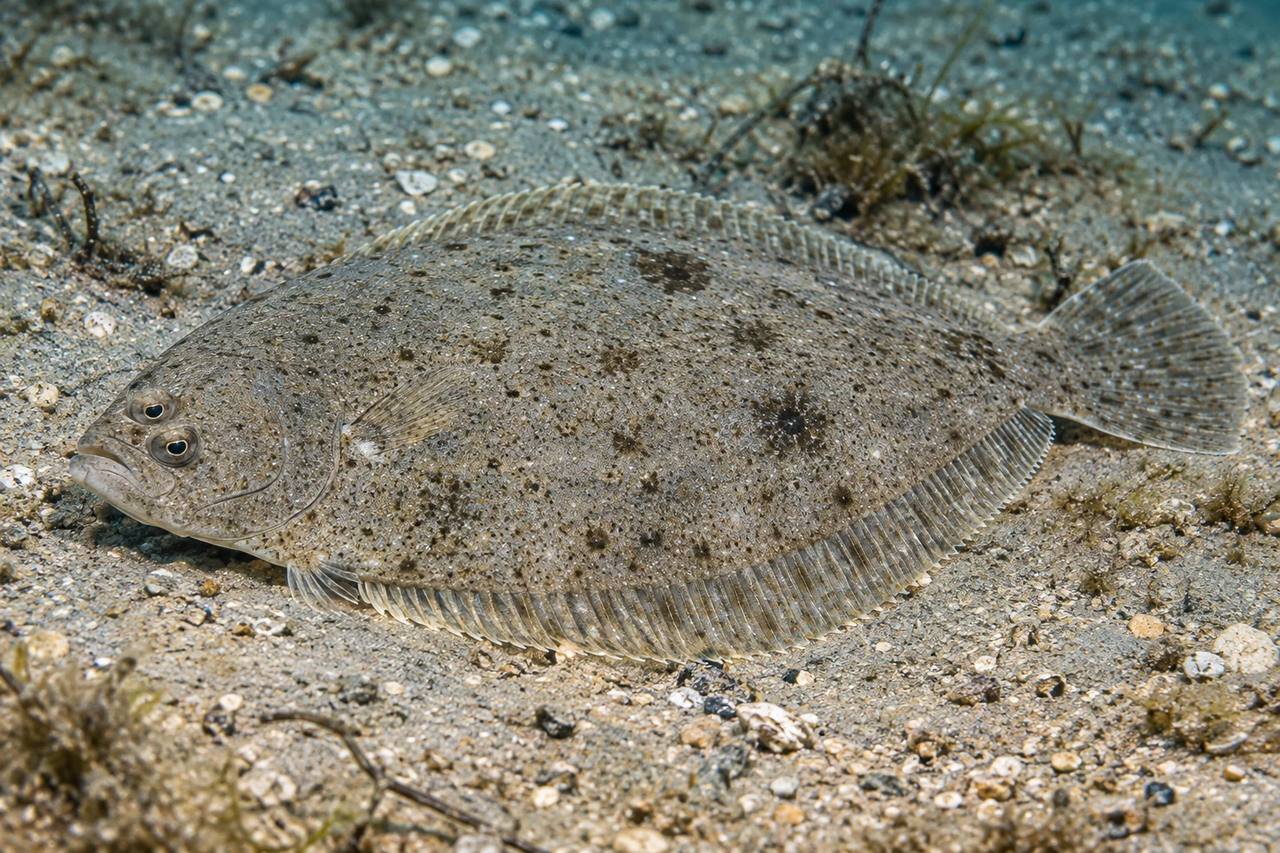 Gray Flounder