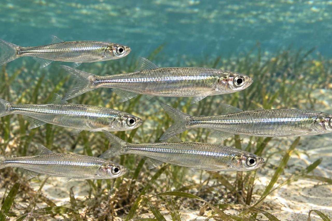 Anchovies