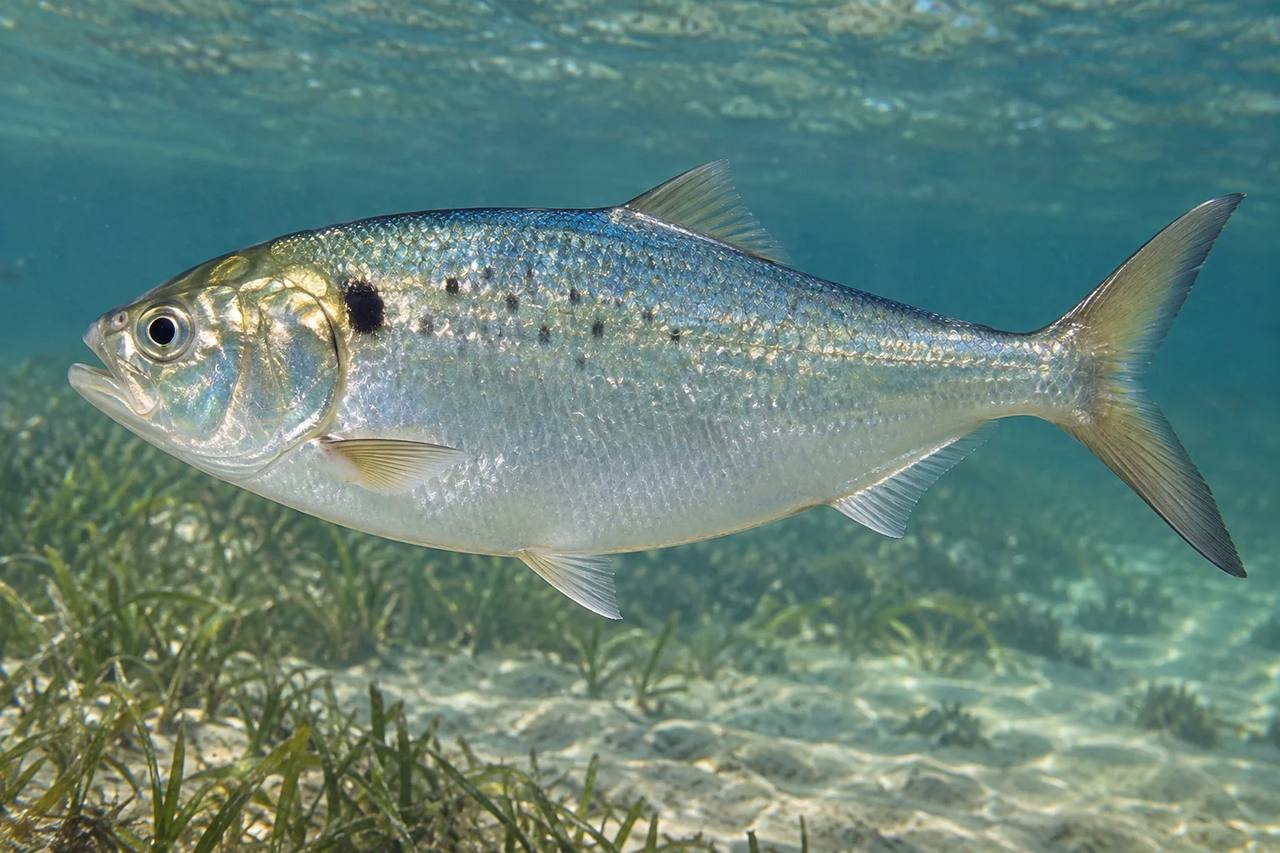 Gulf Menhaden