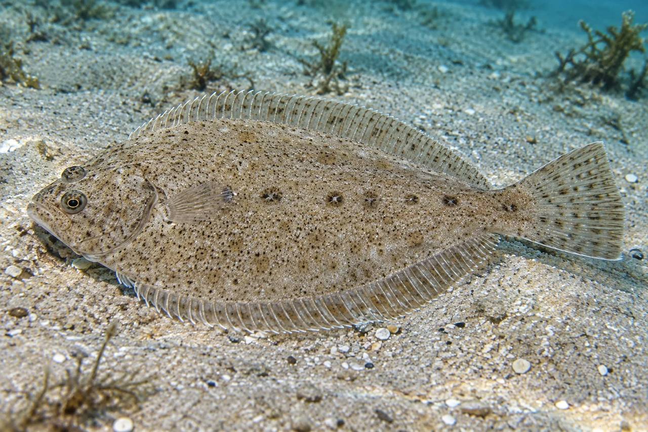 Gulf Stream Flounder