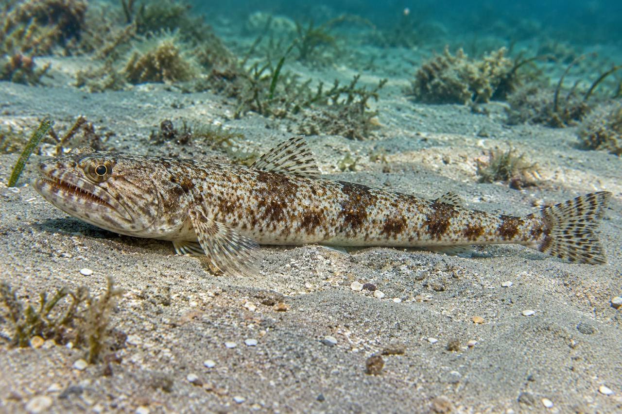 Inshore Lizardfish
