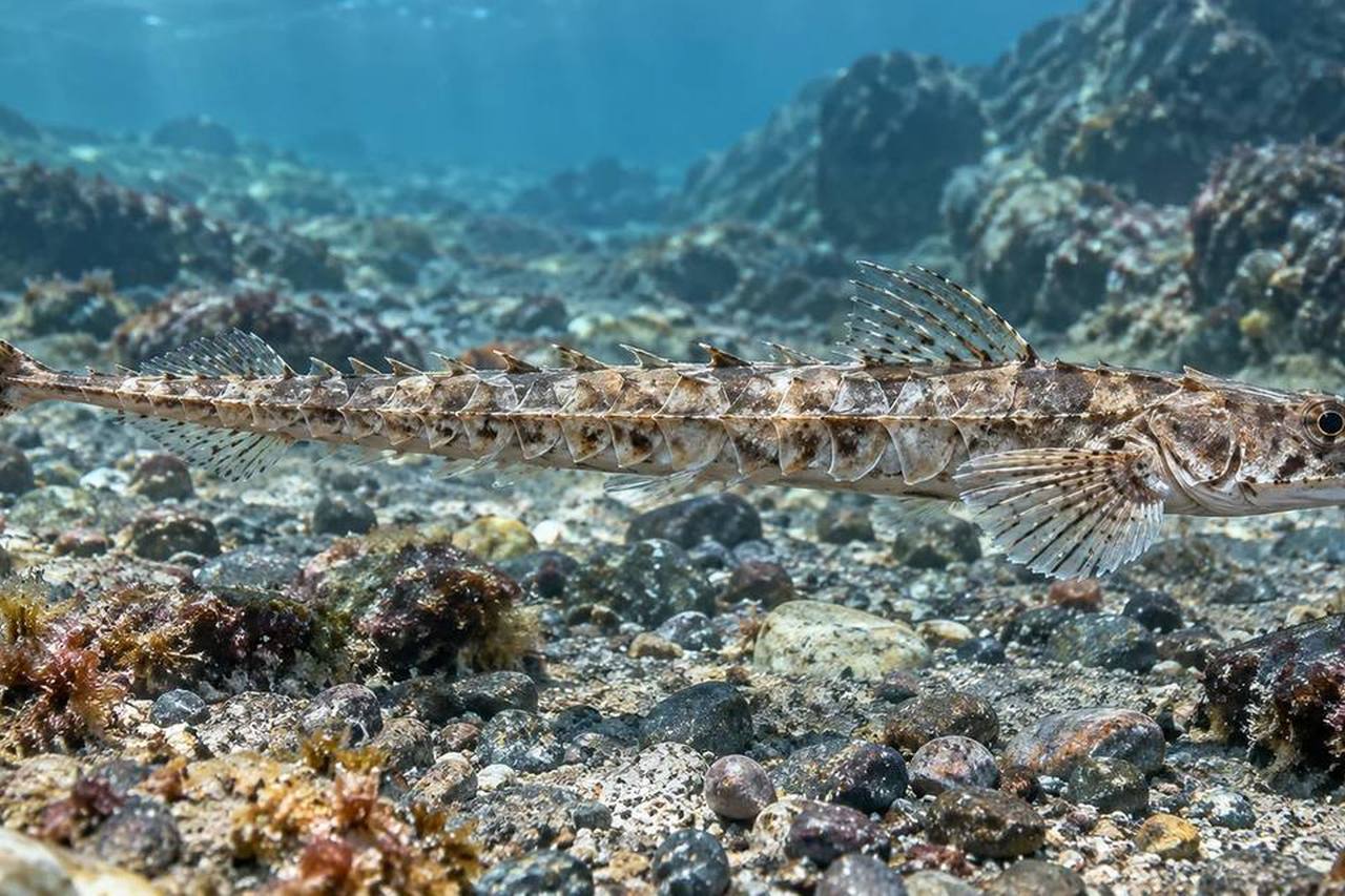 Arctic Alligatorfish