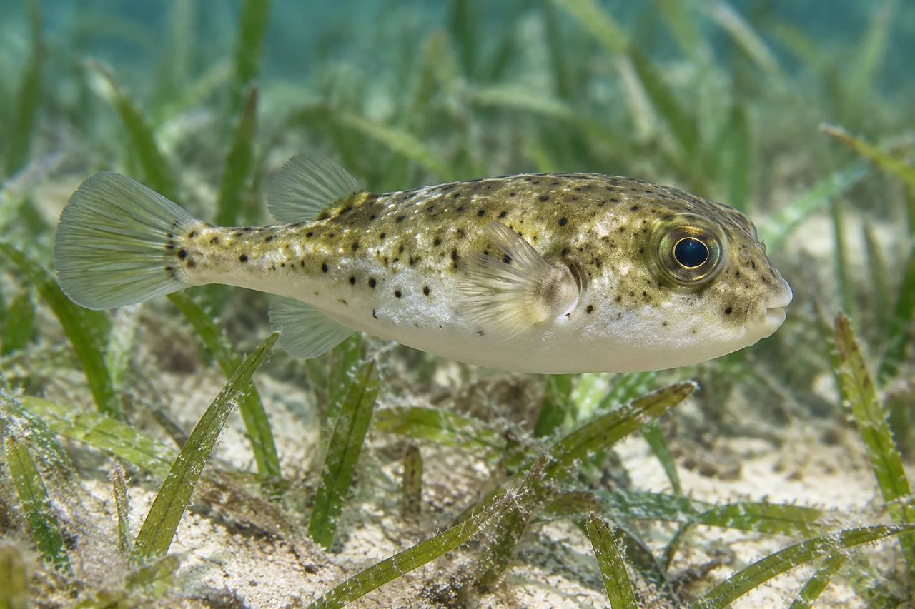 Least Puffer