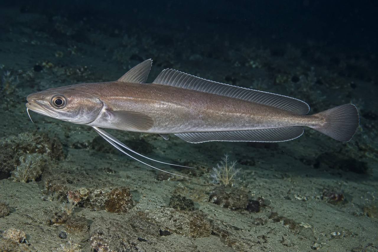 Longfin Hake