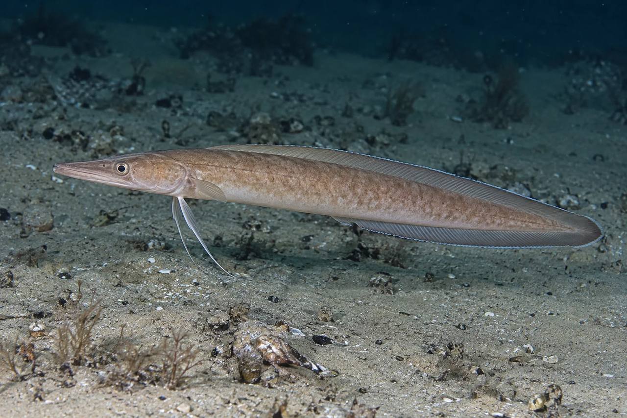 Longnose Cusk-Eel