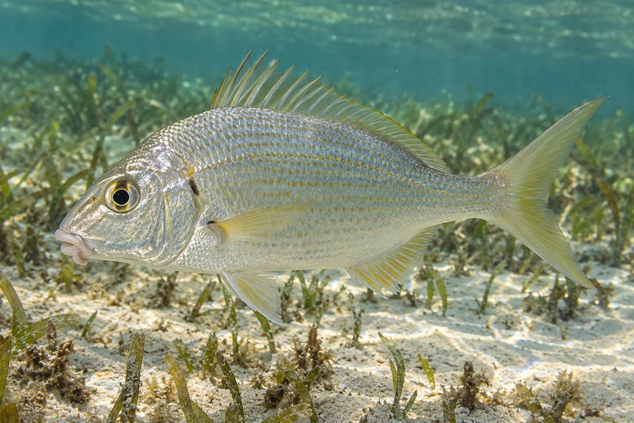 Mojarras