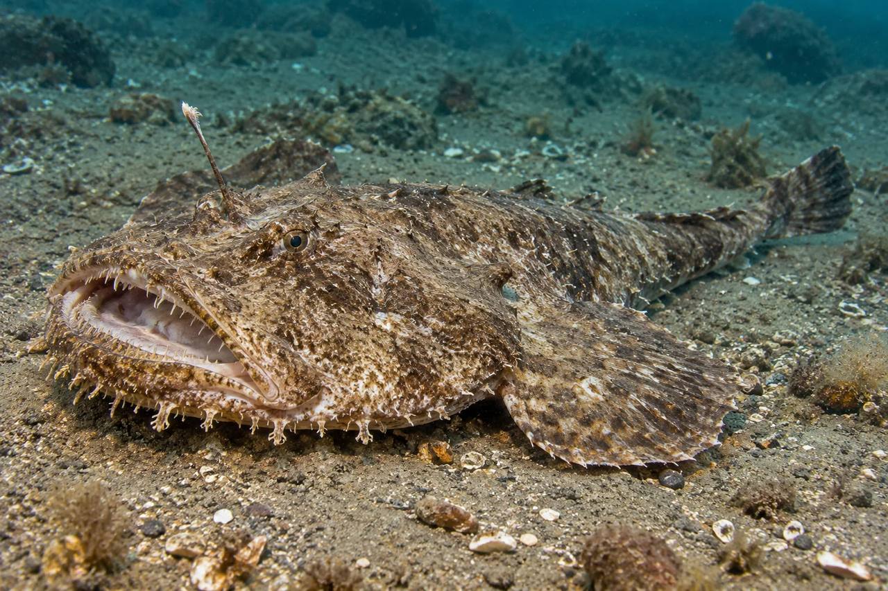 Monkfish