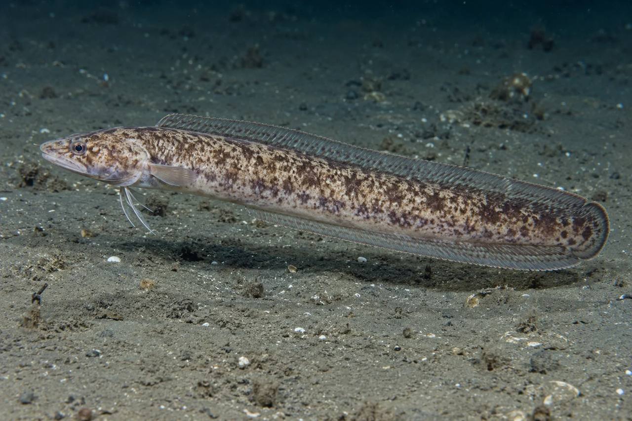 Mottled Cusk-Eel